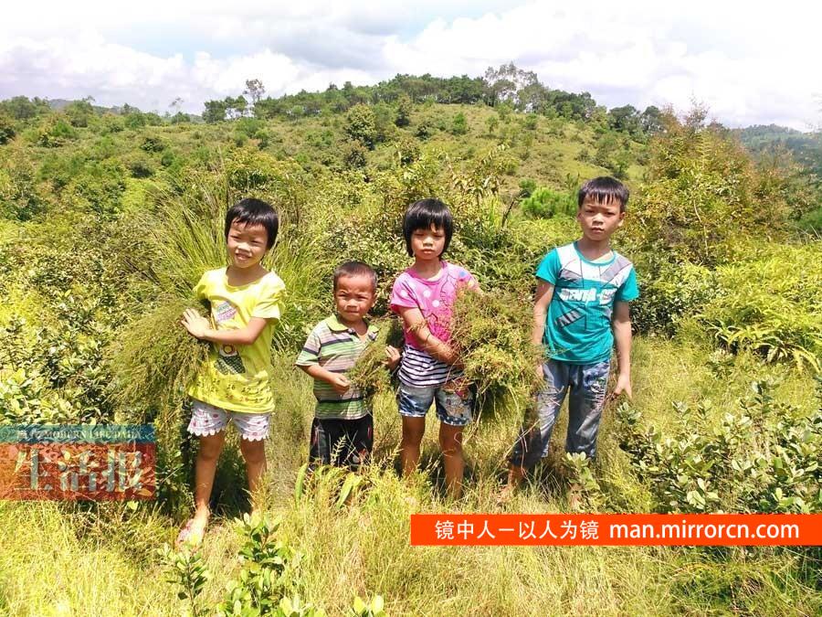 四孤儿兄妹自己上山割草挣学费 正能量 虽然很可怜，但这种生活经历让孩子更强健。