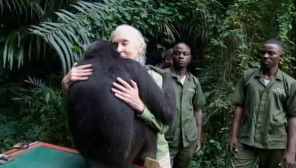 回归大自然的黑猩猩，与恩人深情一抱